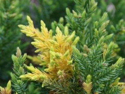 Borievka čínska 'Expansa Aureospicata'