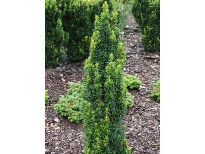 Tis prostredný 'Wojtek'