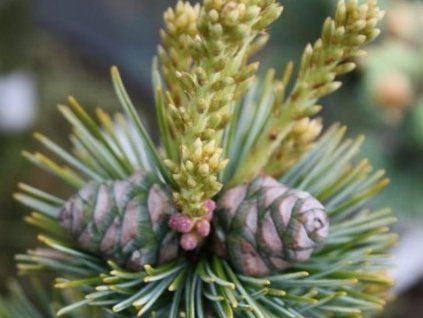 Borovica málokvetá 'Ryu Jin'