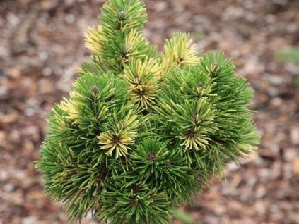 Borovica horská  'Albovariegata Panoch'