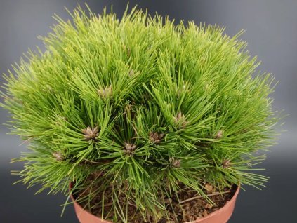 Borovica čierna 'Marie Bregeon'