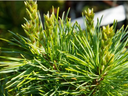 Borovica málokvetá 'Bunty'