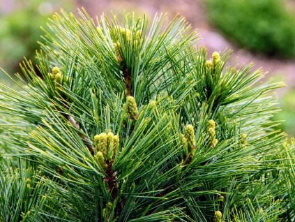 Borovica hladká 'Horsford'