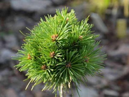 Borovica lesná 'Arrowhead'