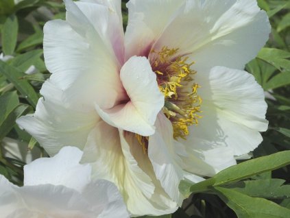 Pivonka drevitá 'Helene Martin'