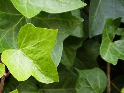Brečtan popínavý - Hedera Helix