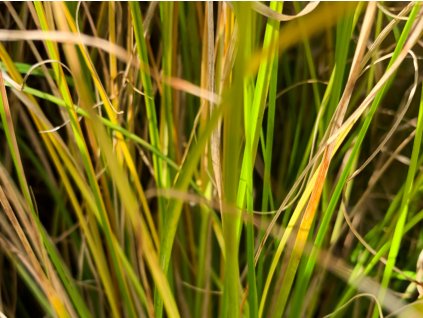 Ostrica Howardova 'Phoenix Green' - Carex howardii 'Phoenix Green'