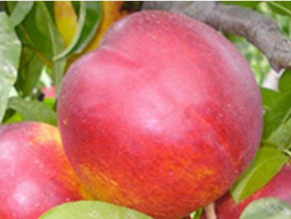 Nektarinka 'Morsiani 90'