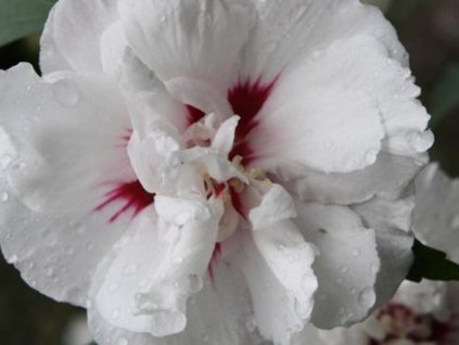 Ibištek sýrsky 'Monstrosus'