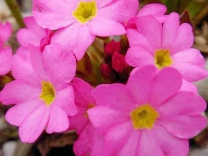 Prvosienka ružová 'Rosy' - Primula rosea 'Rosy'