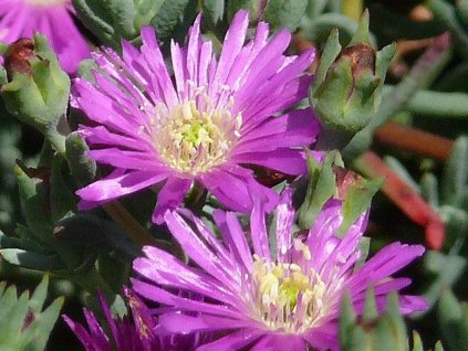 Poludňovka lavisiae - Delosperma lavisiae