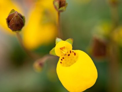 Papučka dvojkvetá- Calceolaria biflora