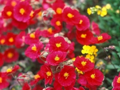 Devätorník 'Red Orient' - Helianthemum 'Red Orient'