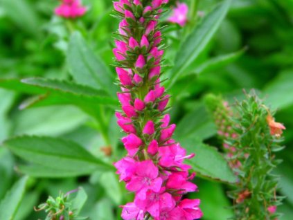 Veronika klasnatá 'Rotfuchs' - Veronica spicata 'Rotfuchs'