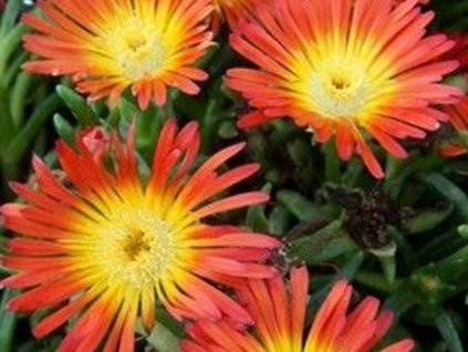 Poludňovka 'Sunrise' - Delosperma 'Sunrise'