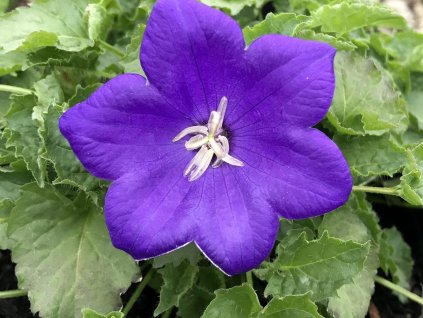 Zvonček karpatský 'Pearl Blue' - Campanula carpatica 'Pearl Blue'