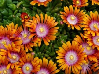 Poludňovka 'Fireglow' - Delosperma 'Fireglow'