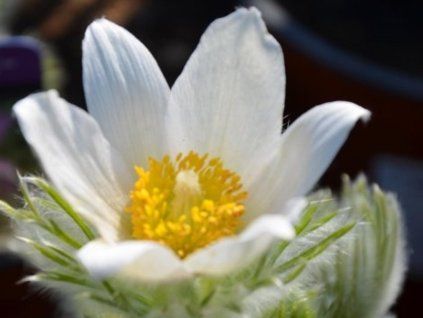 koniklec white