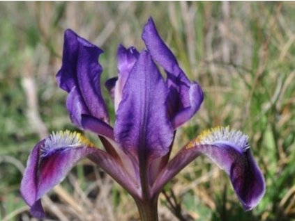 Kosatec nízky - Iris pumila