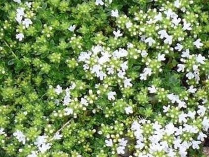 Materina dúška praecox 'Albiflorus' - Thymus praecox 'Albiflorus'