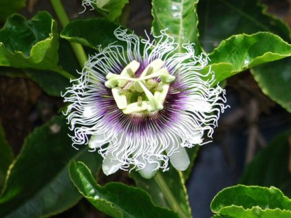 Mučenka purpurová 'Purple Giant'