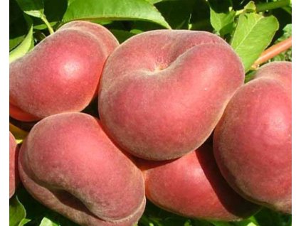 Broskyňa 'Platifun Platty'