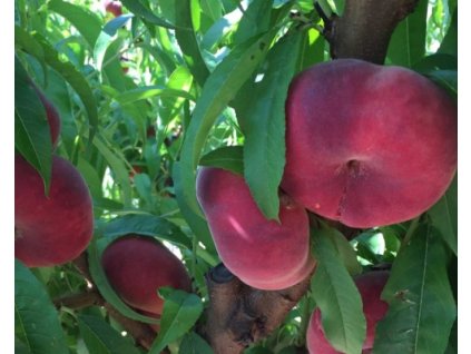 Broskyňa 'Platireine'