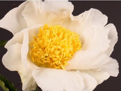 Pivonka čínska 'Moon of Nippon' - Paeonia lactiflora 'Moon of Nippon'