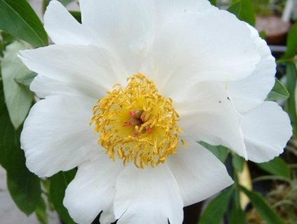 Pivonka čínska 'White Wings' - Paeonia lactiflora 'White Wings'