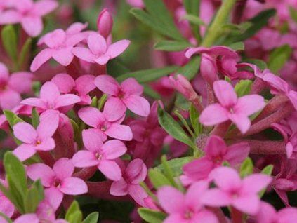 daphne