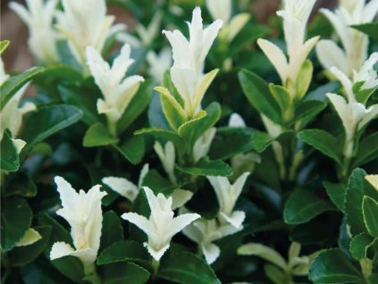 Bršlen japonský 'Paloma Blanca'