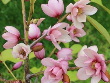 Michelia 'Fairy Magnolia Blush'
