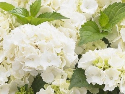 Hortenzia kalinolistá 'Little White'
