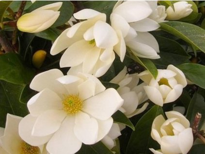 Michelie 'Fairy Magnolia Crema'