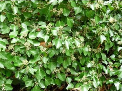 Brečtan írsky 'Arbori Compact'