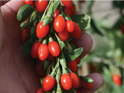lifeberry2