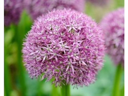 Cesnak 'Pinball Wizard' - Allium 'Pinball Wizard'