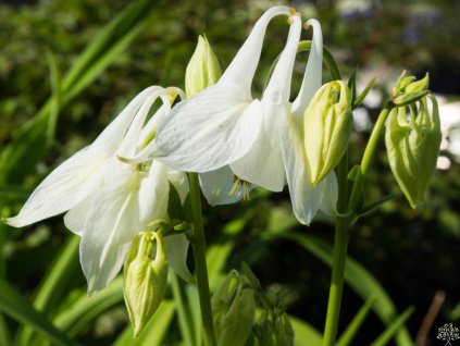 Orlíček obyčajný 'Alba' - Aquilegia vulgaris 'Alba'