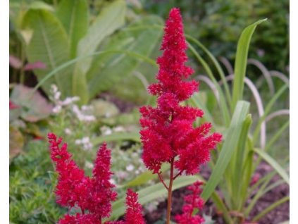 Astilba Arendsova 'Spartan' - Astilbe x arendsii 'Spartan'