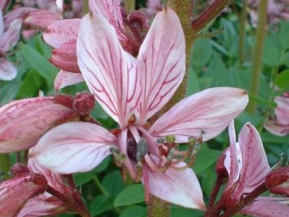 Třemdava bílá var. purpureus - Dictamnus albus var. purpureus