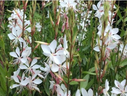 Gaura lindheimerova 'Whirling Butterflies' - Gaura lindheimeri 'Whirling Butterflies'
