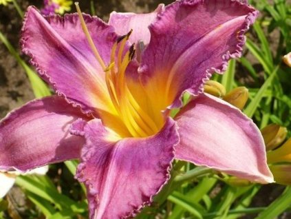 Ľaliovka 'Chicago Knobby' - Hemerocallis 'Chicago Knobby'