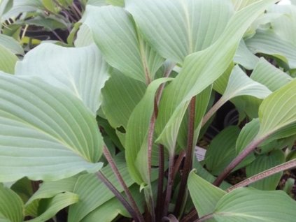 Hosta 'Red October' - Hosta 'Red October'