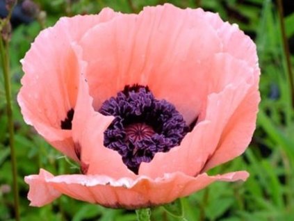 Mak východný 'Konigin Alexandra' - Papaver orientale 'Konigin Alexandra'