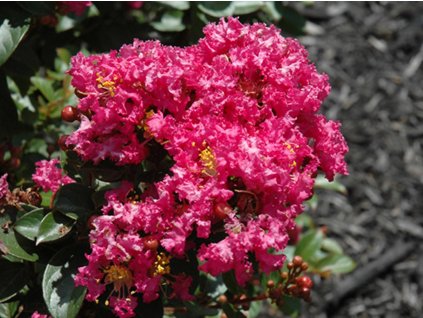 Lagerstroemia- Myrta krepová 'Berry Dazzle'