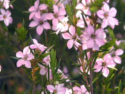pink sens