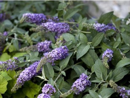 Budleja dávidova 'Lilac Chip'