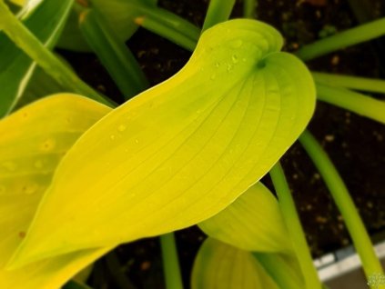 Hosta 'Semperaurea' - Hosta sieboldiana 'Semperaurea'