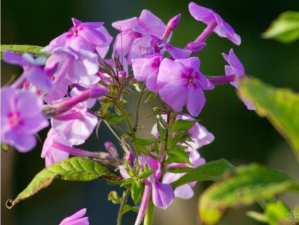 Flox'Winnetou' - Phlox amplifolia 'Winnetou'