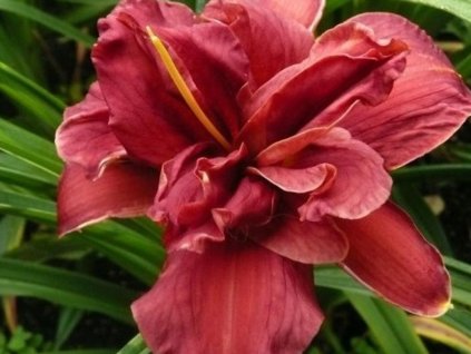 Ľaliovka 'Double Firecrackrík' - Hemerocallis 'Double Firecrackrík'